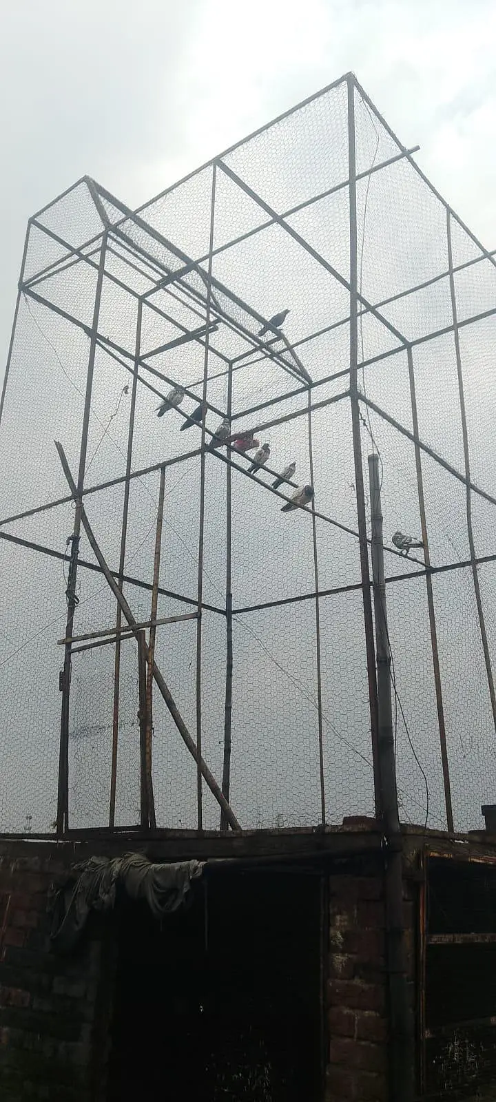 pair of 15 pigeon — photo 2