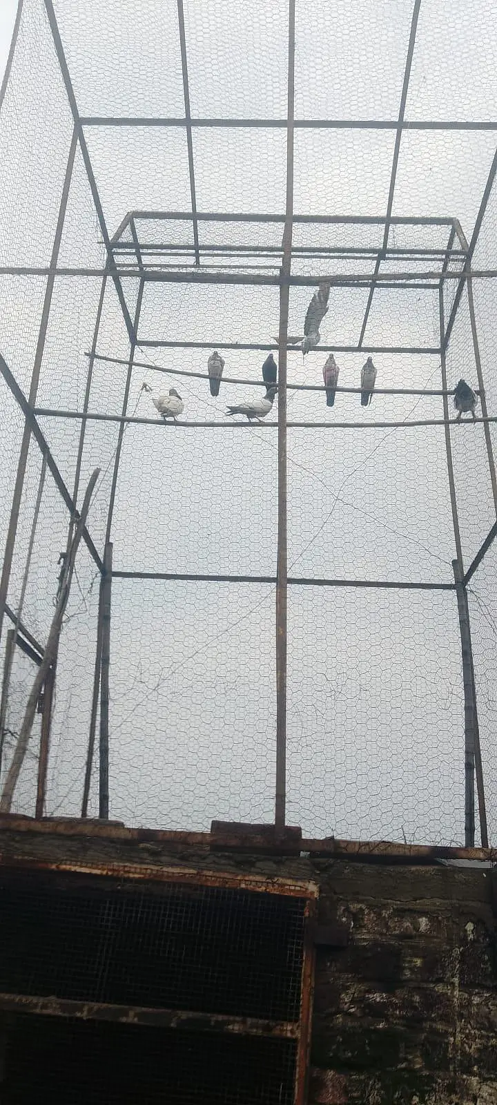 pair of 15 pigeon — photo 3