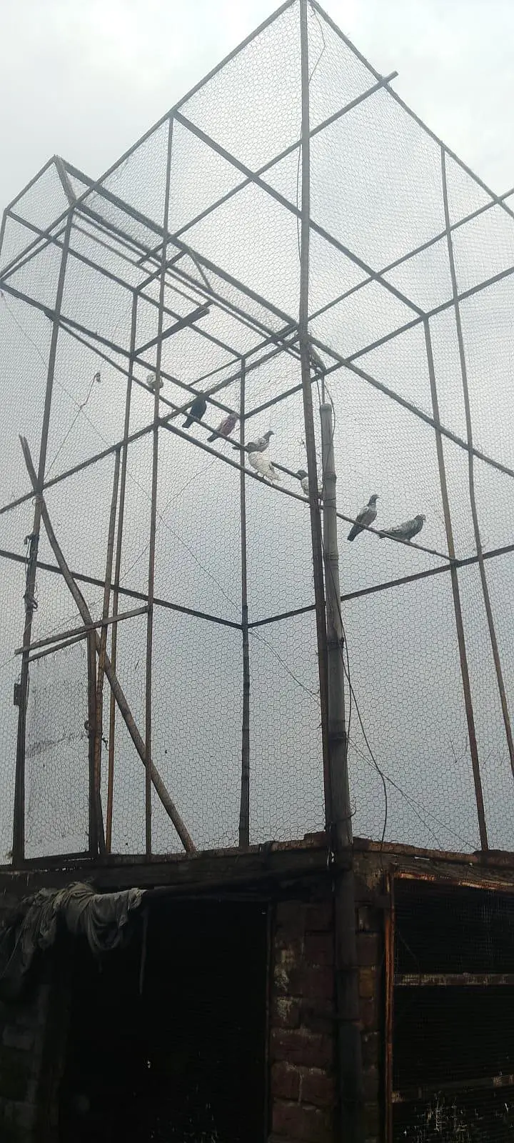 pair of 15 pigeon — photo 4