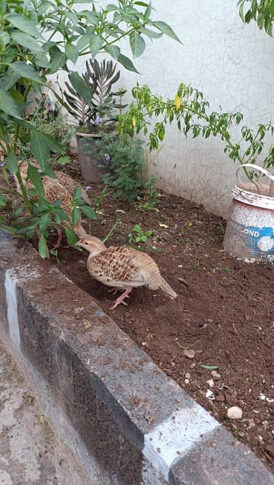 Two male king size full highted mix irrani and dkhni mix