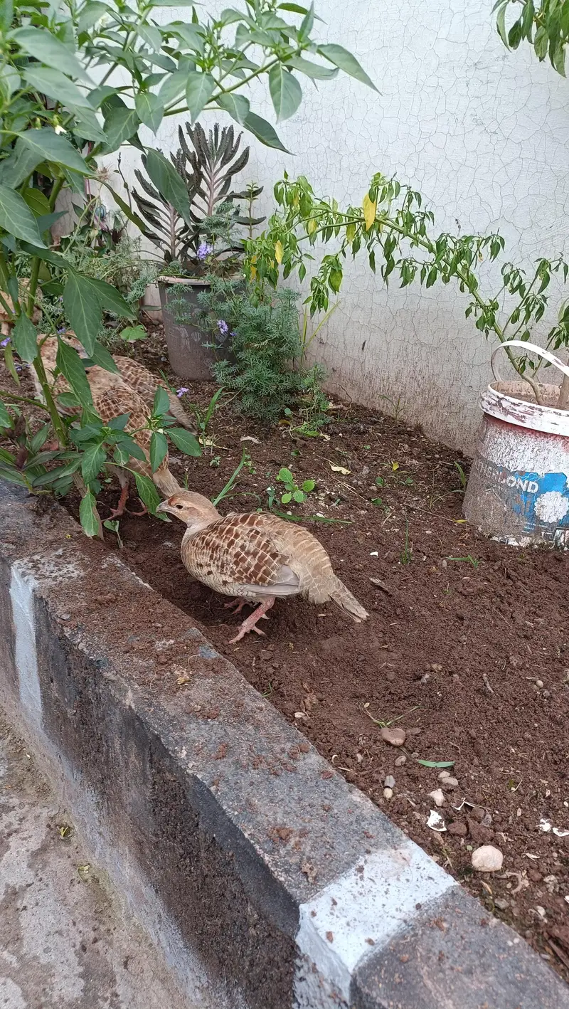 Two male king size full highted mix irrani and dkhni mix