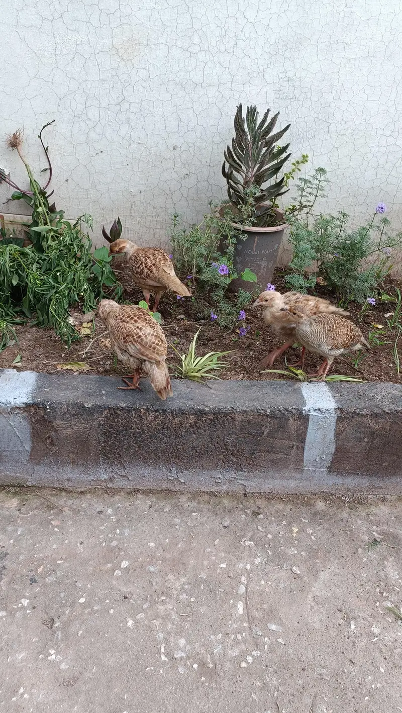 Two male king size full highted mix irrani and dkhni mix — photo 2