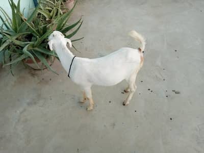 urgent sell taddi Bakra male for sell