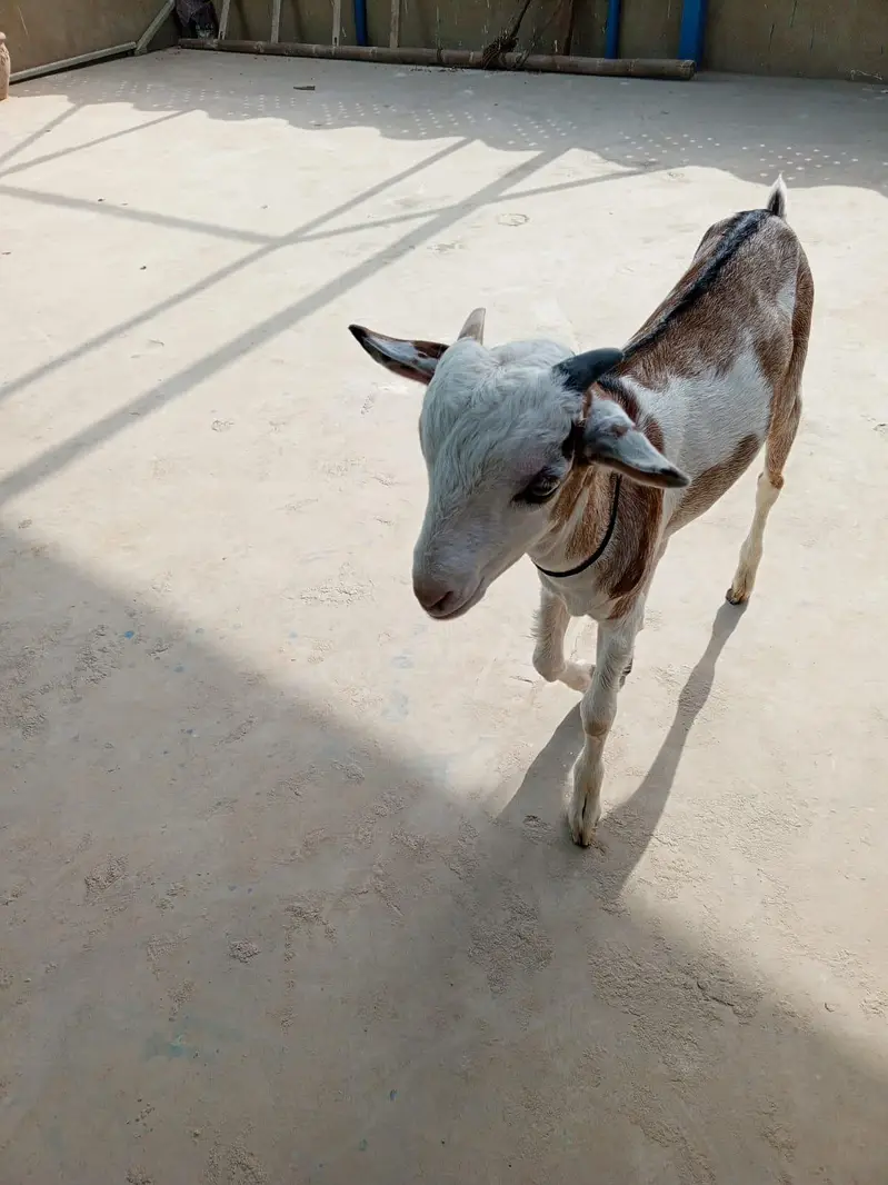 urgent sell taddi Bakra male for sell — photo 9