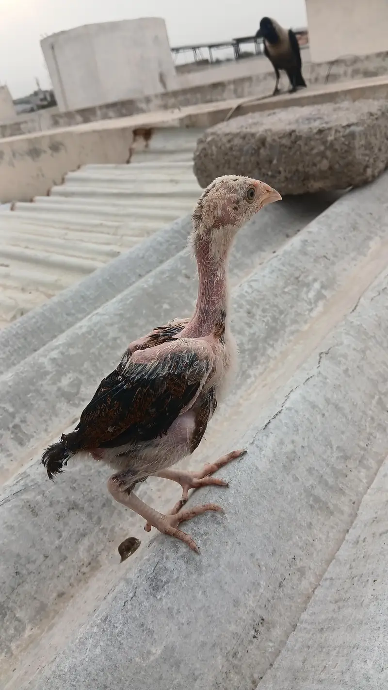 Qandhari — photo 3