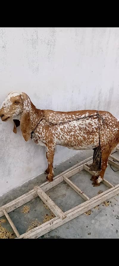 black makhi cheene and dumba for sell