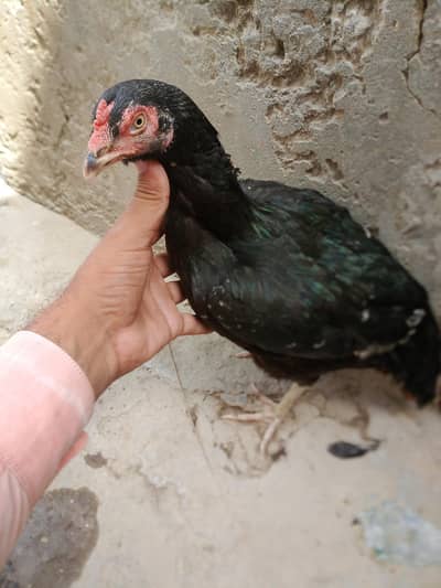 اصیل مرغی میاں والی