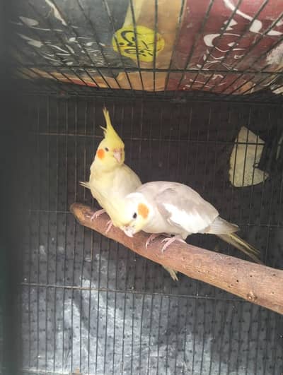 Common white red eyes to fown 2 ready to breed pair available for sale