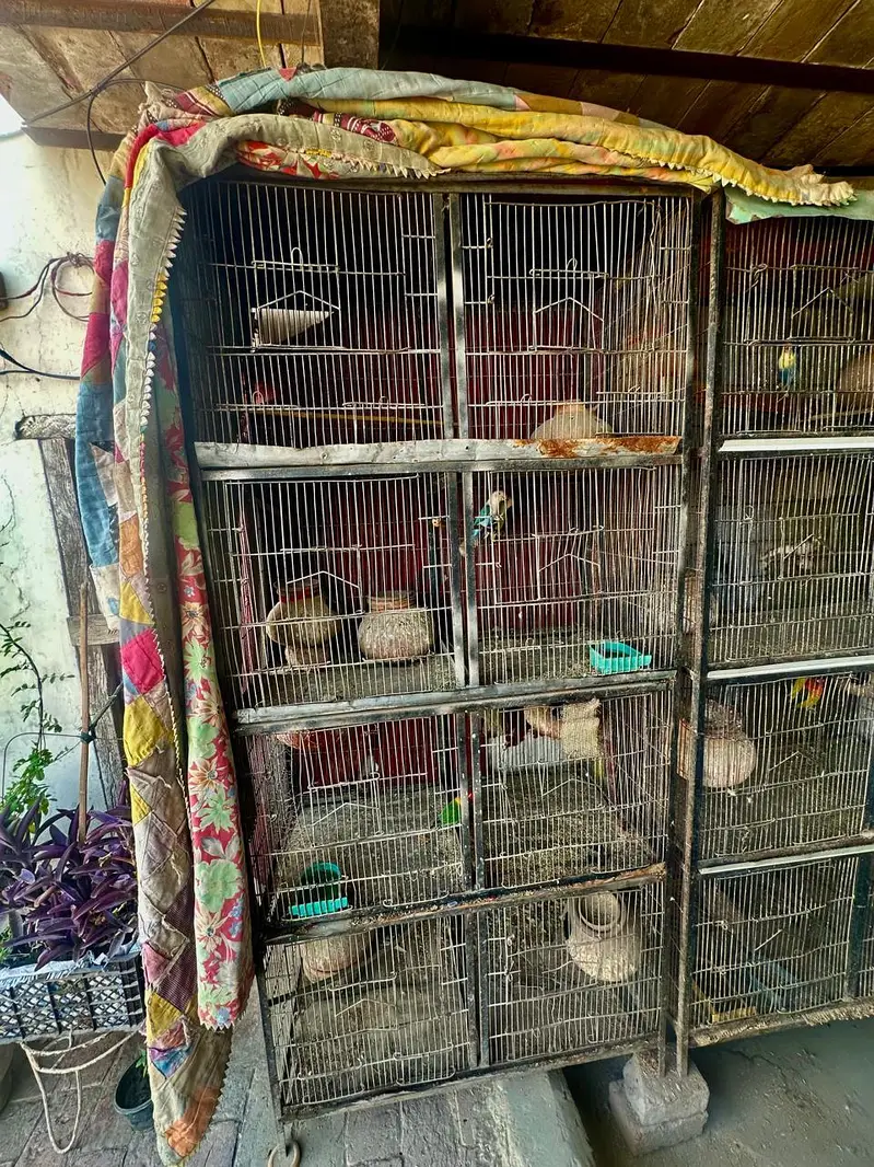 2 cages for birds ( 7ft height 3.5 weirth one Piece) — photo 2