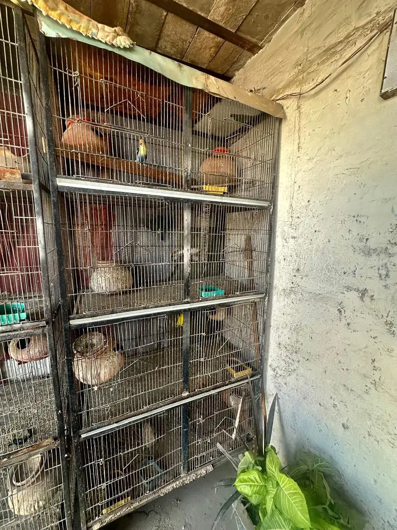 2 cages for birds ( 7ft height 3.5 weirth one Piece) — photo 3