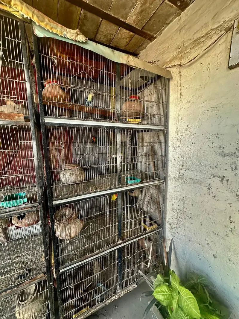 2 cages for birds ( 7ft height 3.5 weirth one Piece) — photo 4