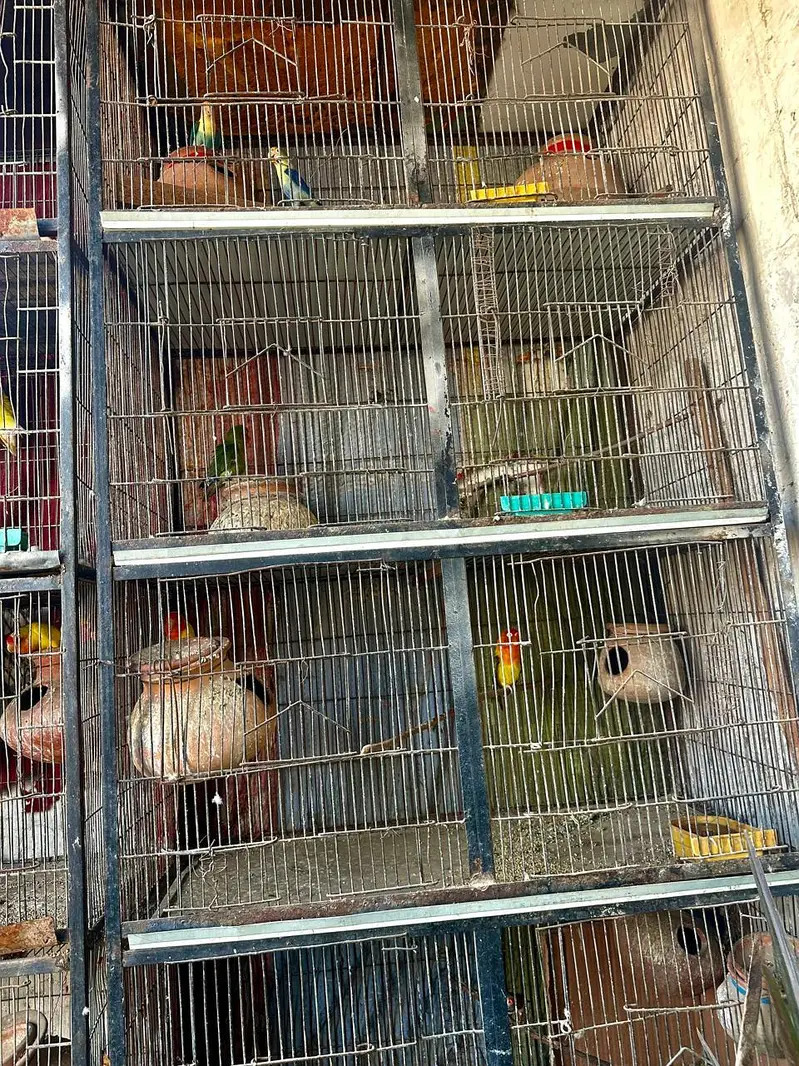 2 cages for birds ( 7ft height 3.5 weirth one Piece) — photo 5