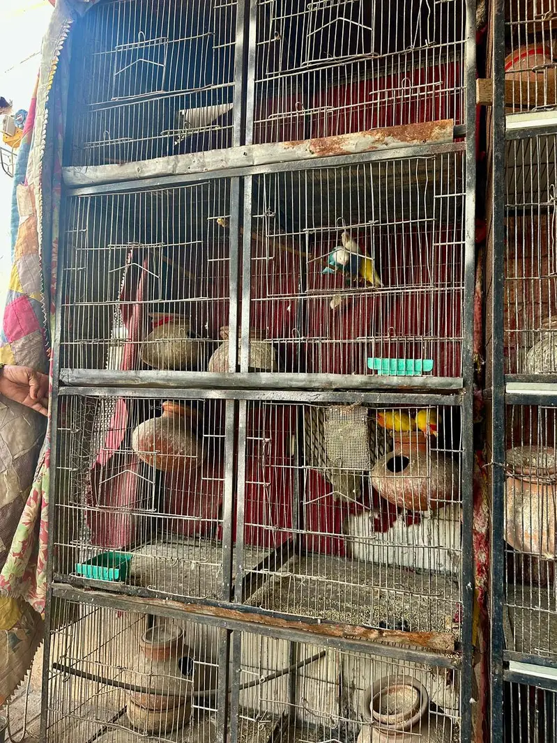 2 cages for birds ( 7ft height 3.5 weirth one Piece) — photo 6
