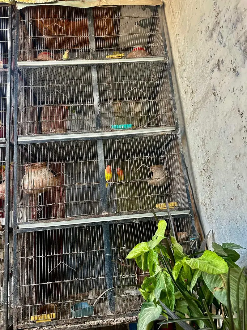 2 cages for birds ( 7ft height 3.5 weirth one Piece) — photo 7