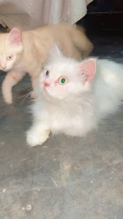 Persian Breeder female