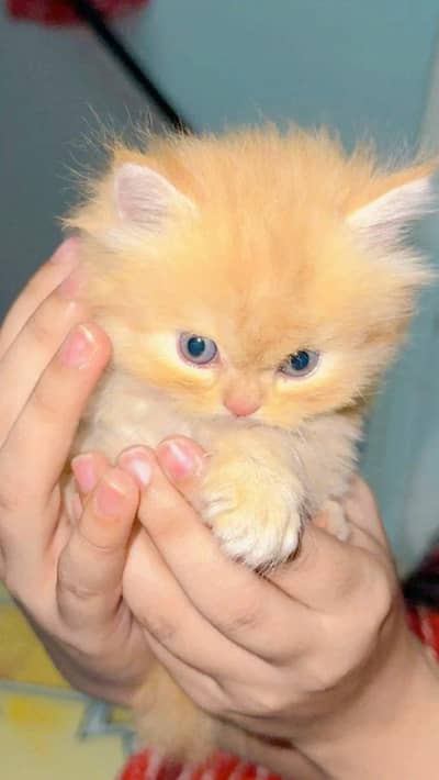 Kittens available