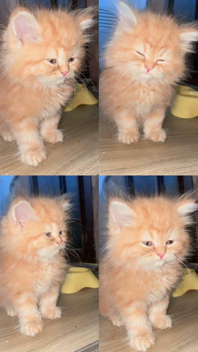 Kittens available 1