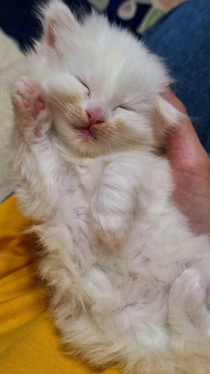 Kittens available 2