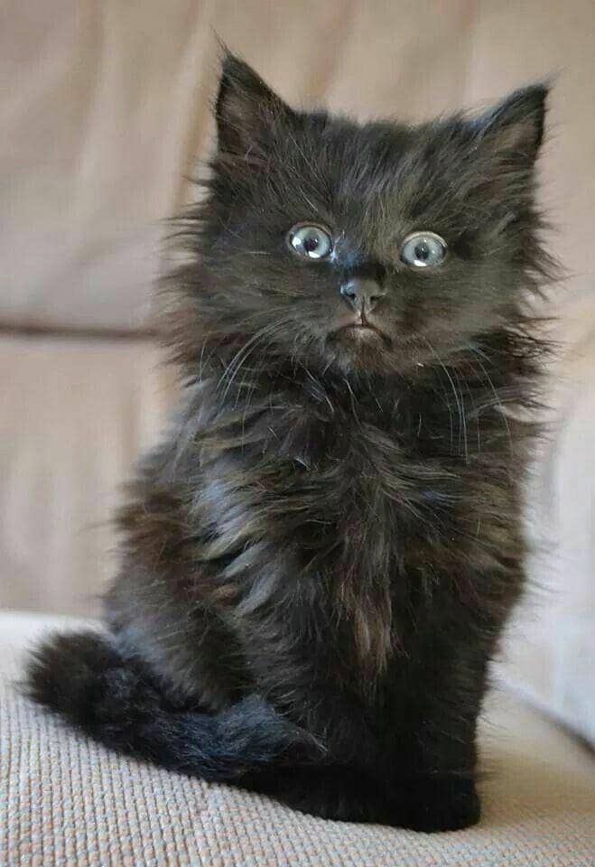Kittens available 4