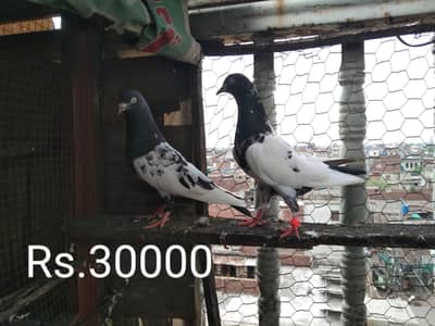 Qiyam puri breder pair for sale