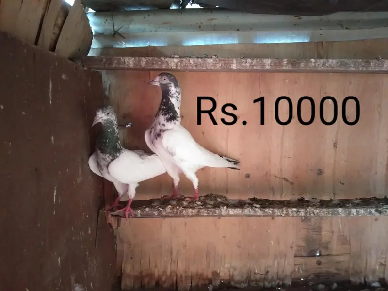 Qiyam puri breder pair for sale — photo 2