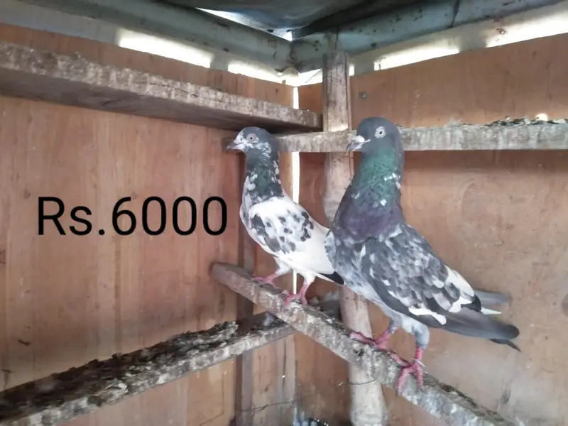 Qiyam puri breder pair for sale — photo 3