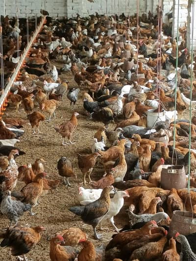 golden masri  Hens murgiya