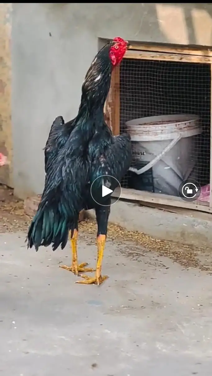 long height shamo chicks offer — photo 3
