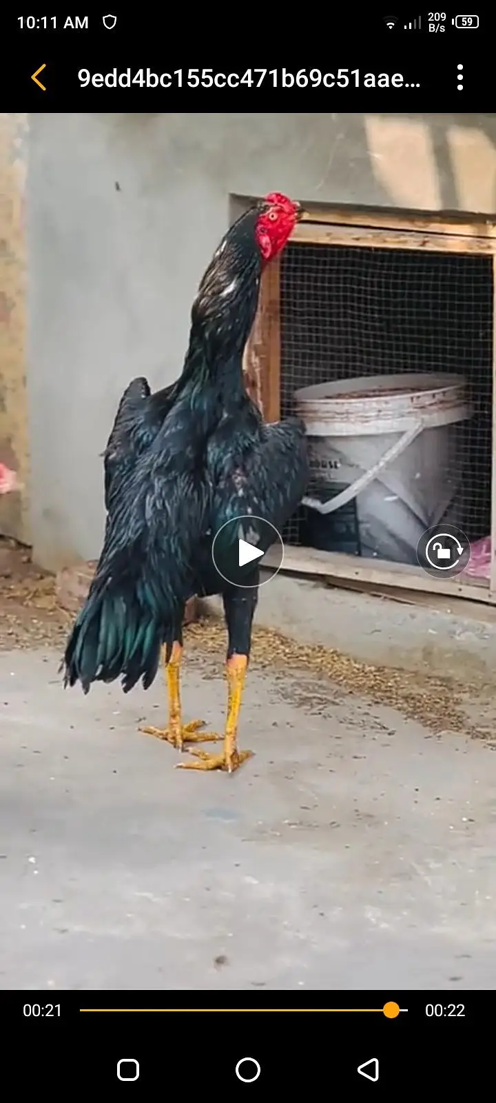 long height shamo chicks offer — photo 4