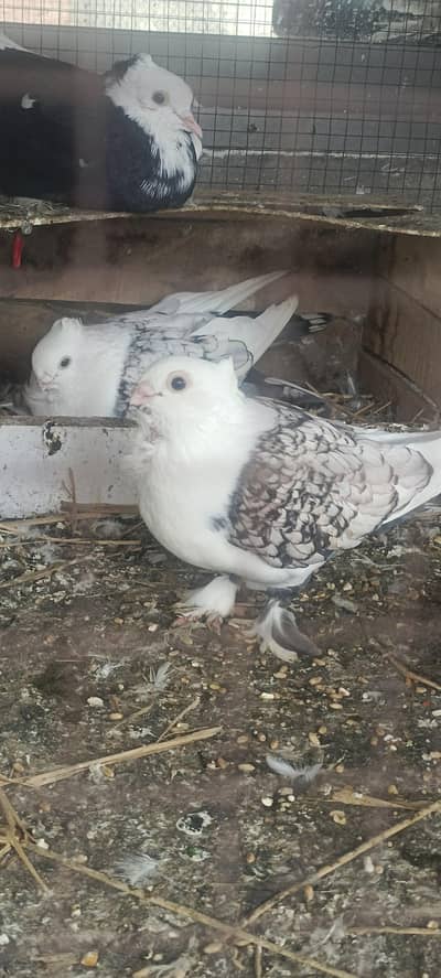 For sale Fancy Pegion sentient Lakka black white