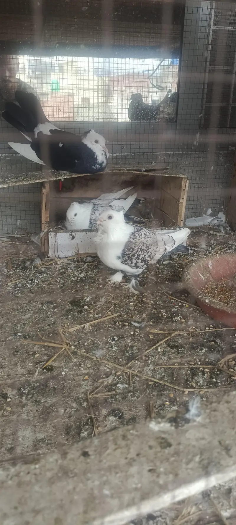 For sale Fancy Pegion sentient Lakka black white — photo 2