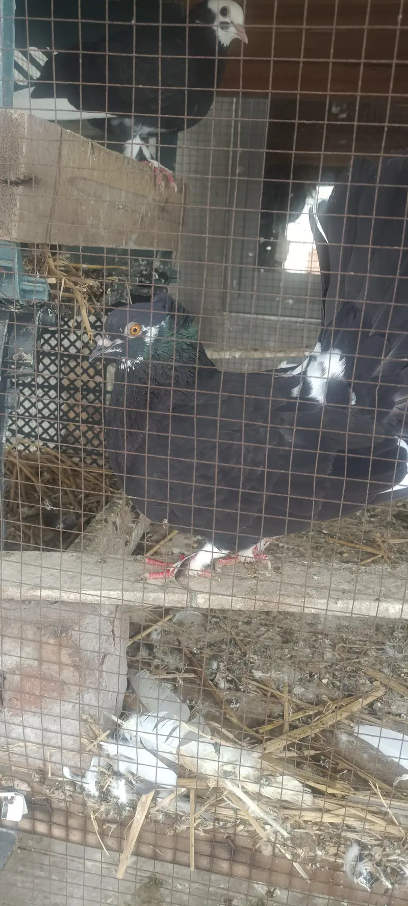 For sale Fancy Pegion sentient Lakka black white — photo 3