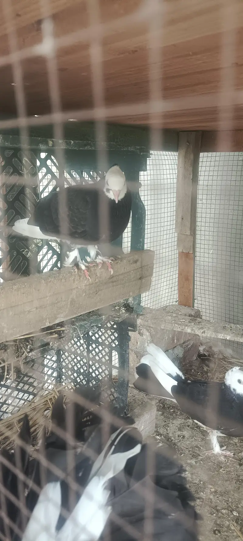For sale Fancy Pegion sentient Lakka black white — photo 4