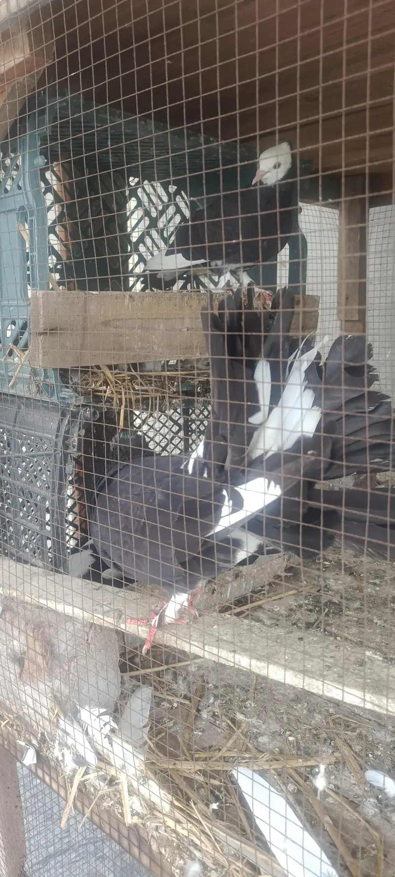 For sale Fancy Pegion sentient Lakka black white — photo 5