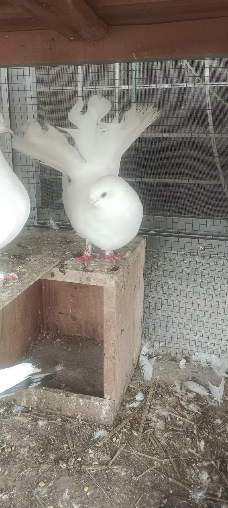 For sale Fancy Pegion sentient Lakka black white — photo 6