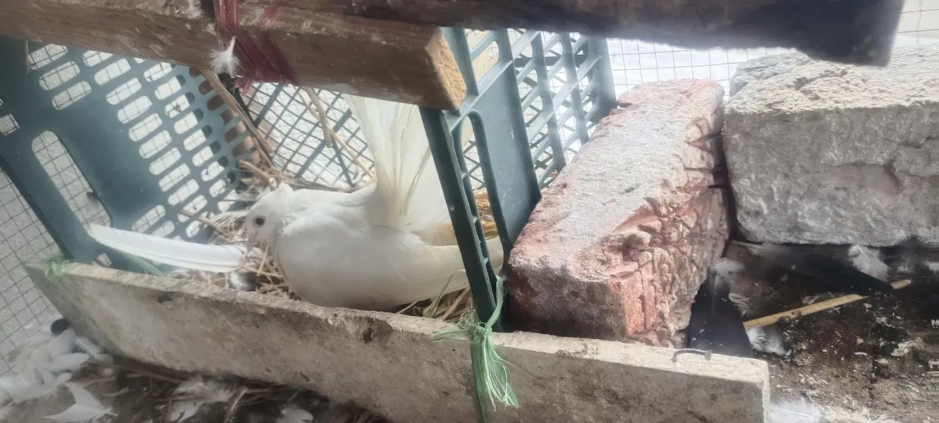 For sale Fancy Pegion sentient Lakka black white — photo 7