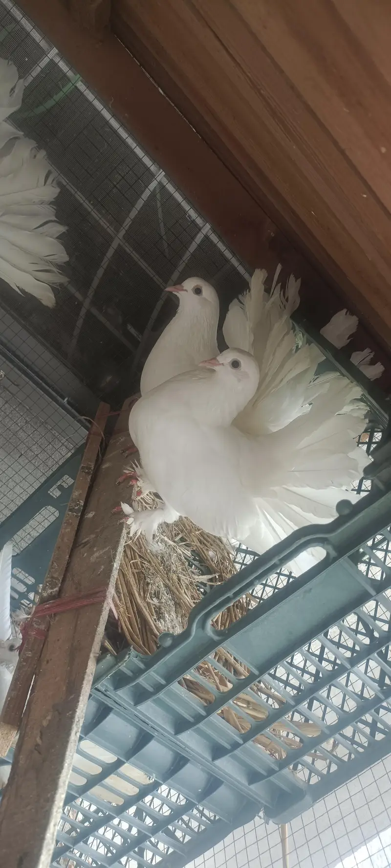For sale Fancy Pegion sentient Lakka black white — photo 8
