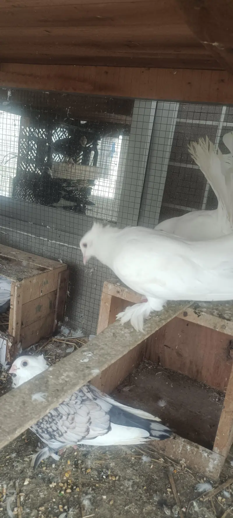 For sale Fancy Pegion sentient Lakka black white — photo 9
