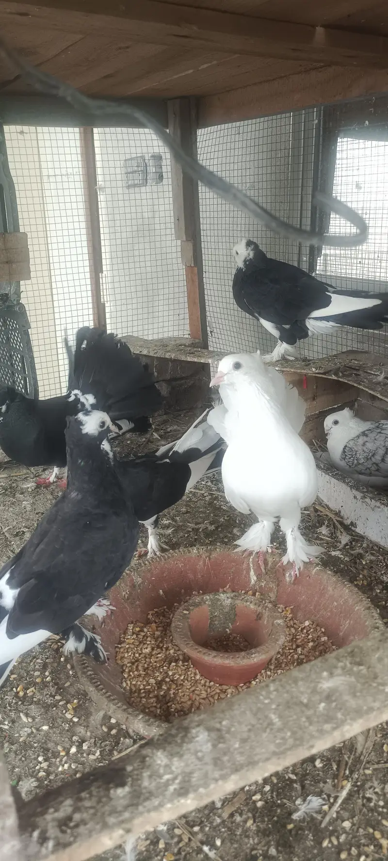 For sale Fancy Pegion sentient Lakka black white — photo 10