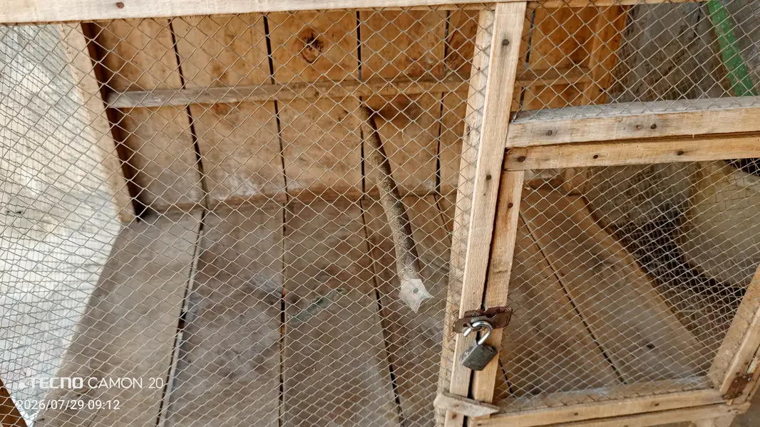 Wooden Bird Cage / Chicken Cage – Strong Wooden Pinjara For Sale — photo 2