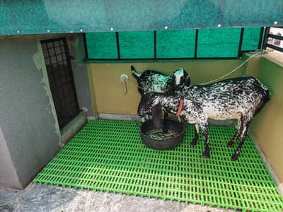 Pure Beetal | Breeder Bakri | Female Gaots | بکری | Goat For sale
