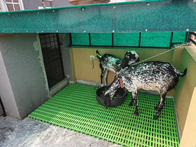 Pure Beetal | Breeder Bakri | Female Gaots | بکری | Goat For sale — photo 2