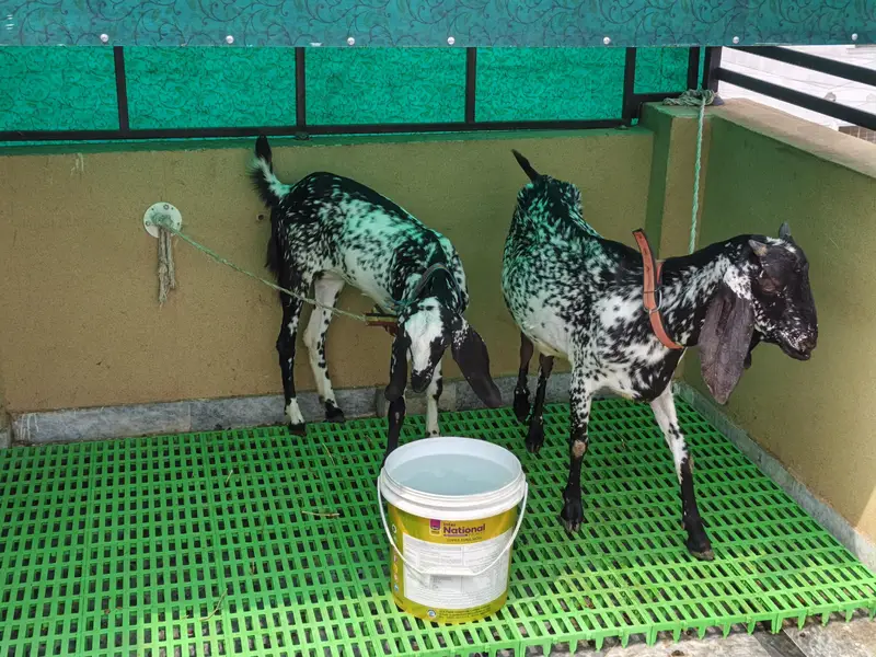 Pure Beetal | Breeder Bakri | Female Gaots | بکری | Goat For sale — photo 3