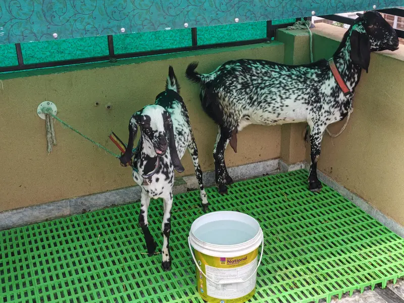 Pure Beetal | Breeder Bakri | Female Gaots | بکری | Goat For sale — photo 4