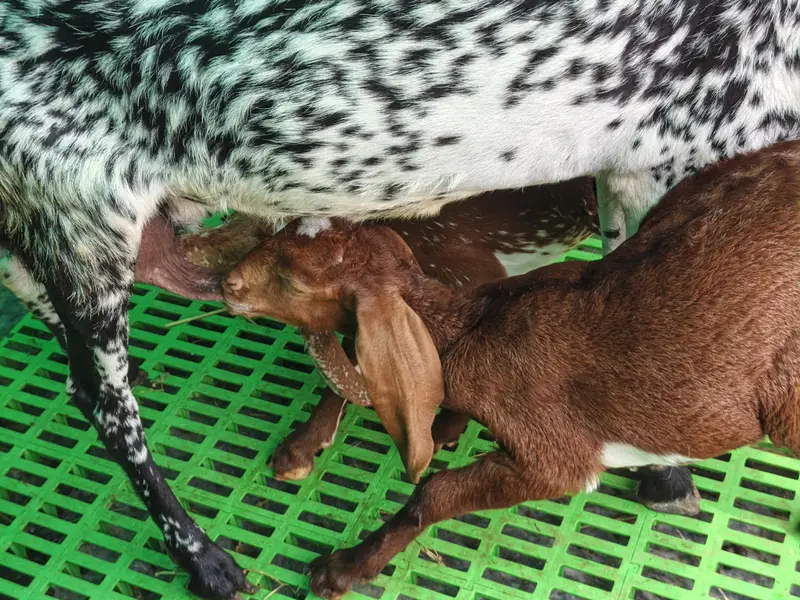 Pure Beetal | Breeder Bakri | Female Gaots | بکری | Goat For sale — photo 5