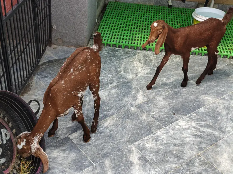 Pure Beetal | Breeder Bakri | Female Gaots | بکری | Goat For sale — photo 6