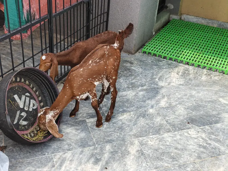 Pure Beetal | Breeder Bakri | Female Gaots | بکری | Goat For sale — photo 7