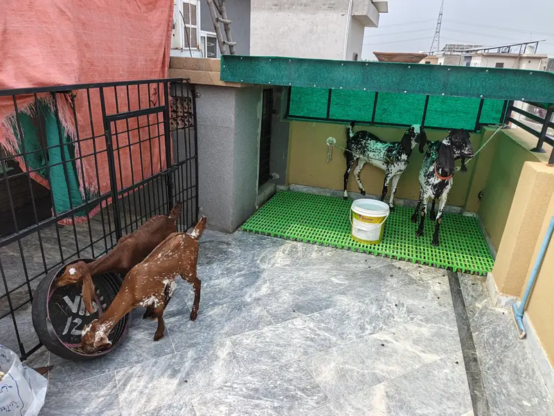 Pure Beetal | Breeder Bakri | Female Gaots | بکری | Goat For sale — photo 8