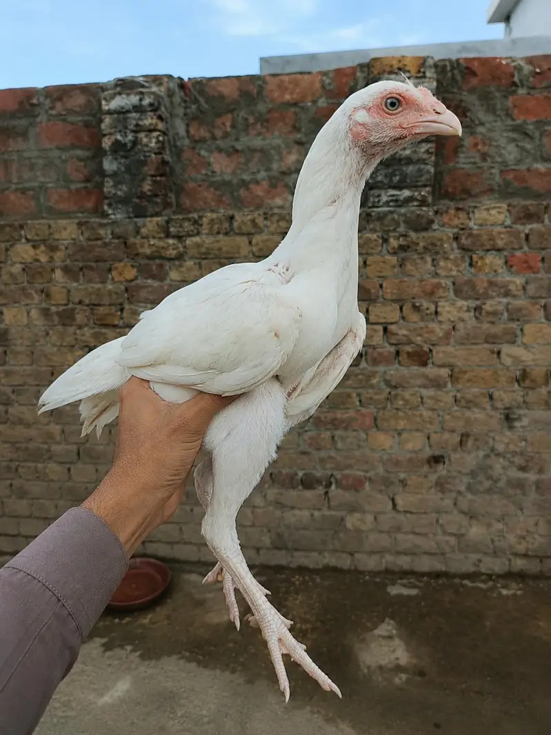 Pure White Heera Aseel — photo 3
