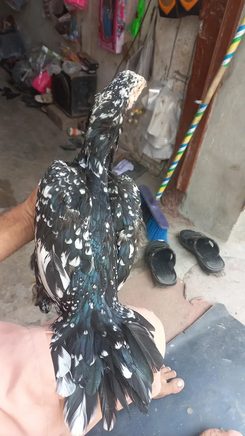 nawab walaiti aseel madi — photo 4